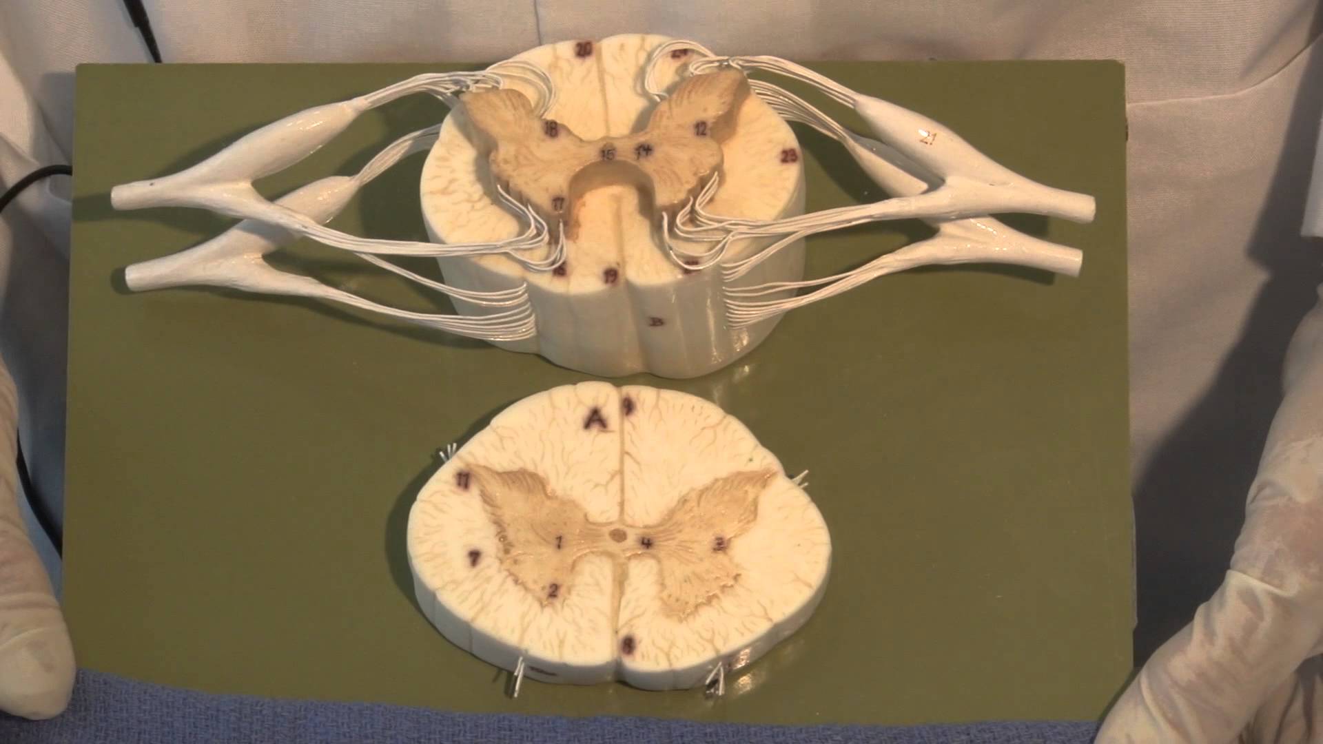 Neuroanatomy Video Lab - Brain Dissections: The Spinal Cord