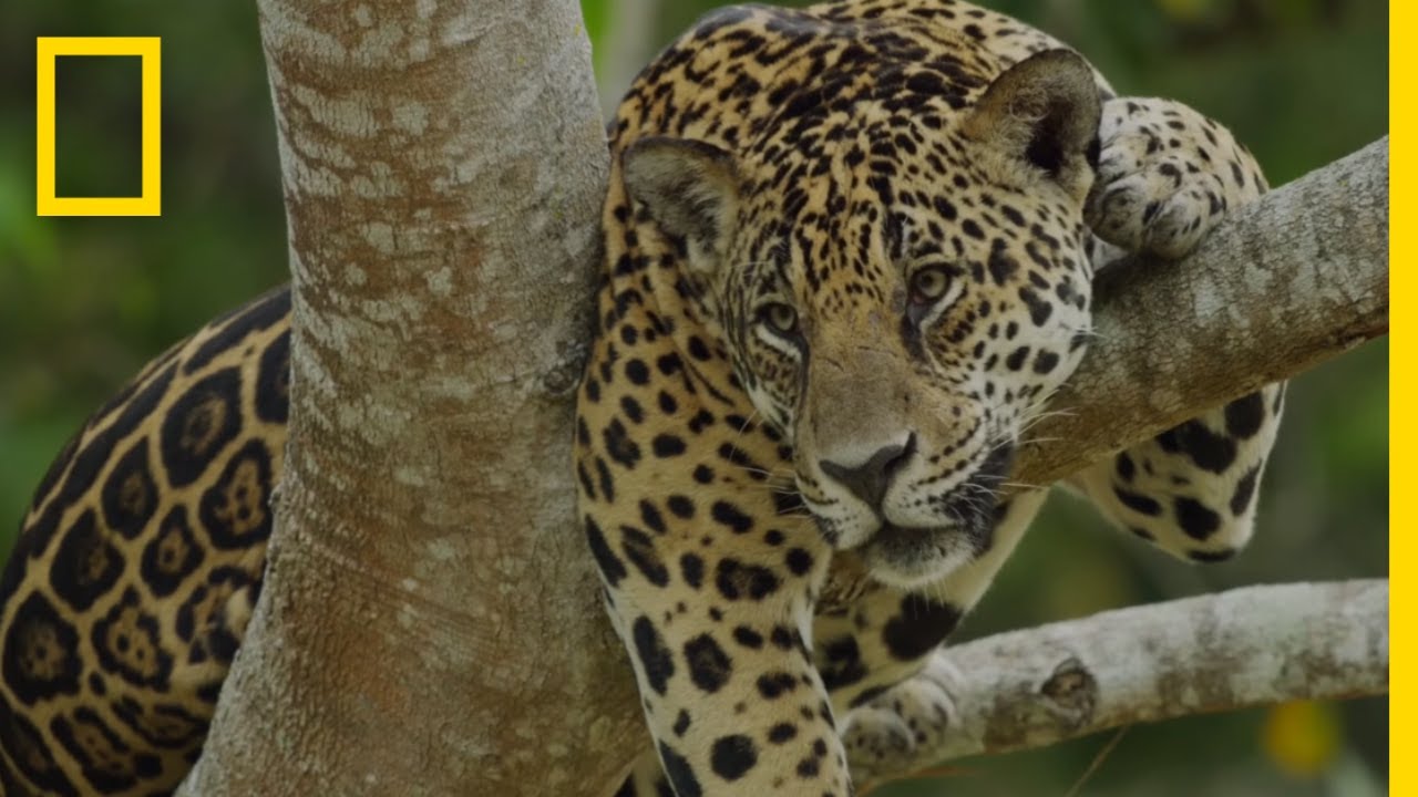 Ayahuasca: See How This Popular Drug Affects Jaguars in the Amazon