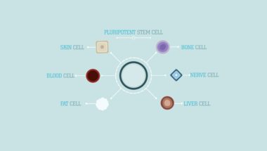 Craig A. Kohn: What are stem cells?