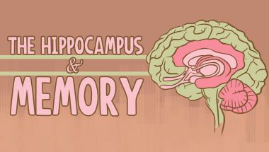 What happens when you remove the hippocampus?
