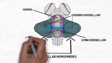 2-Minute Neuroscience: Cerebellum