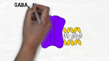 2-Minute Neuroscience: GABA