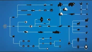 How Evolution works in a nutshell