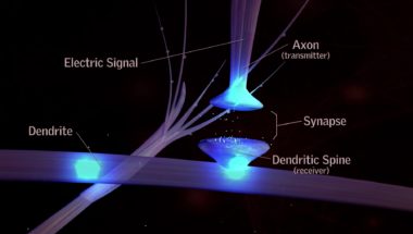 How the Human Brain Forms Memories