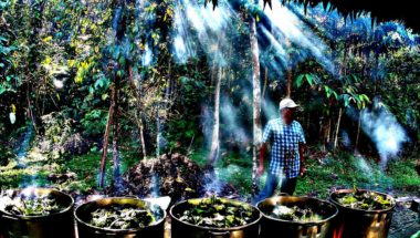 Ayahuasca Documentary - Metamorphosis