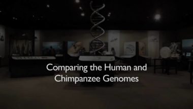 Comparing the Human and Chimpanzee Genomes