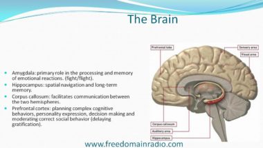 Stefan Molyneux: The Bomb in the Brain Part 3 - The Biology of Violence: The Effects of Child Abuse