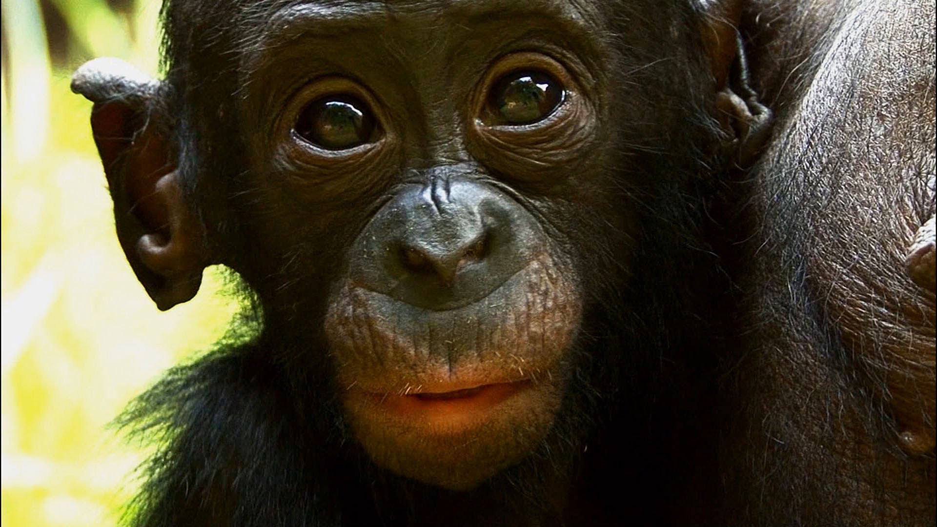 Things You Probably Didn�t Know About Cute Bonobos The