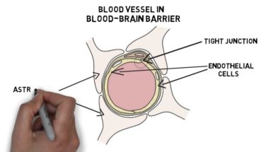 2-Minute Neuroscience: Blood-Brain Barrier