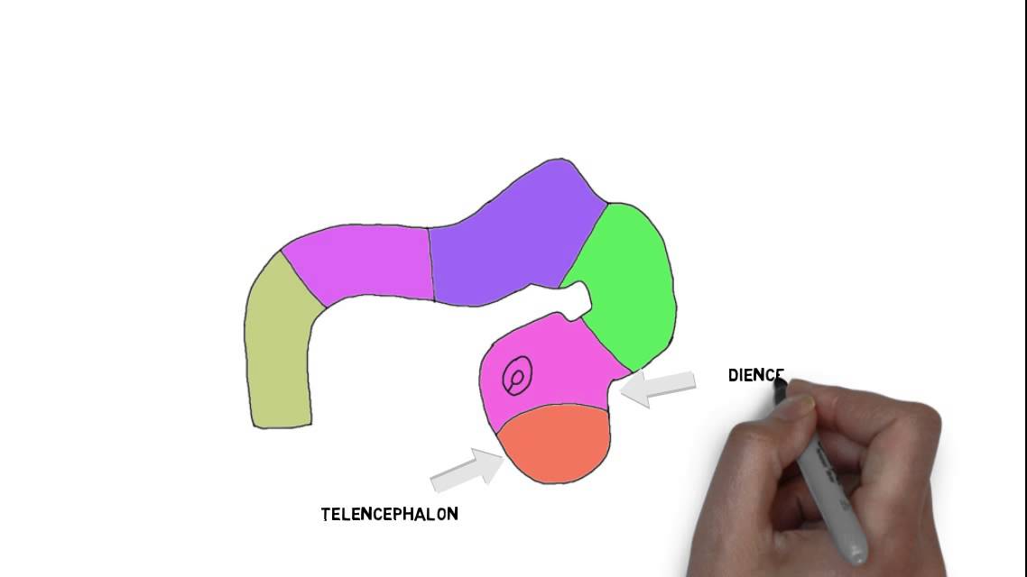 2-Minute Neuroscience: Early Neural development - The Mind Voyager
