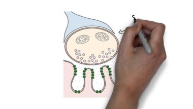 2-Minute Neuroscience: Neuromuscular Junction