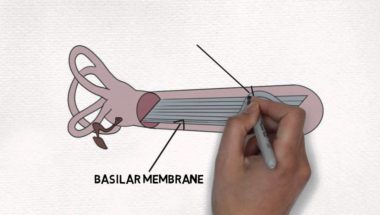2-Minute Neuroscience: The Cochlea