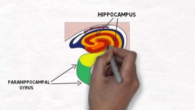 2-Minute Neuroscience: The Hippocampus