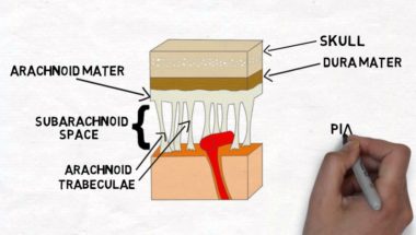 2-Minute Neuroscience: The Meninges