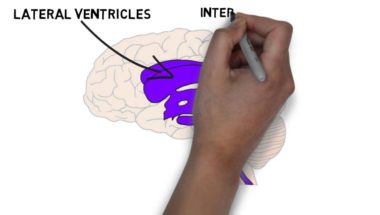 2-Minute Neuroscience: The Ventricles