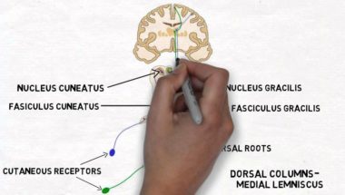 2-Minute Neuroscience: Touch and the Dorsal Columns-Medial Lemniscus