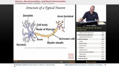 AP Psychology: Neurons, Neurotransmitters, and Neural Communication