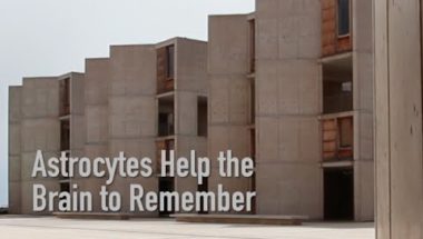 Astrocytes Help the Brain to Remember