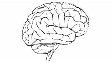 Brain imaging at multiple size scales