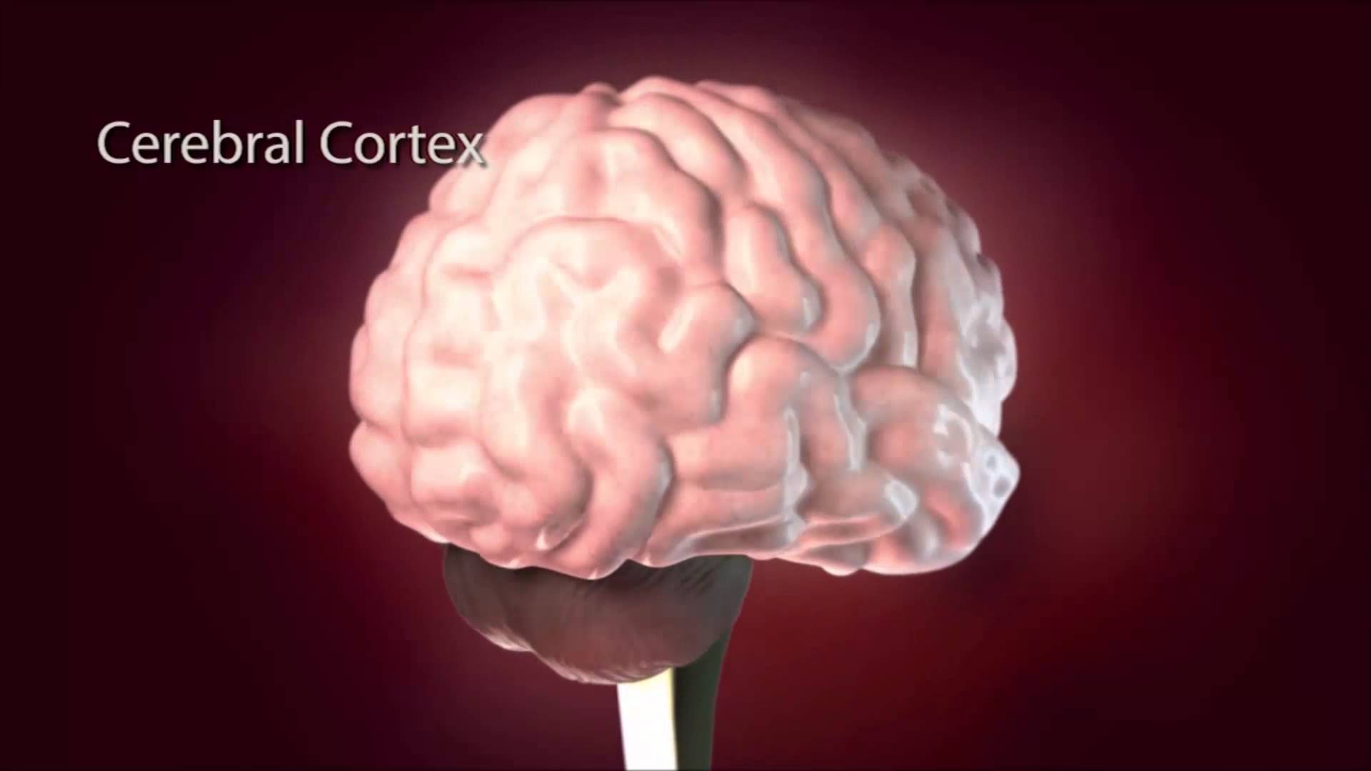 Effects Of Alcohol On The Brain