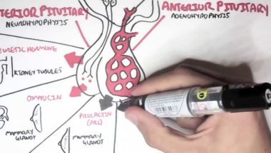 An overview of the Endocrine system