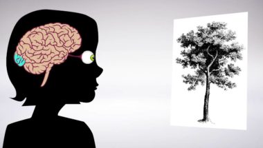 From retina to cortex: An unexpected division of labor.