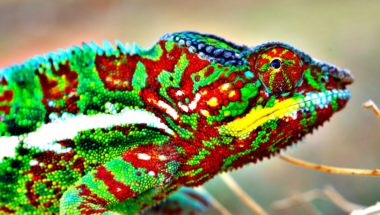 How Do Chameleons Change Color?