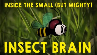 Why the insect brain is so incredible