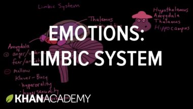 Emotions: Limbic System