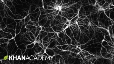 How to grow your brain