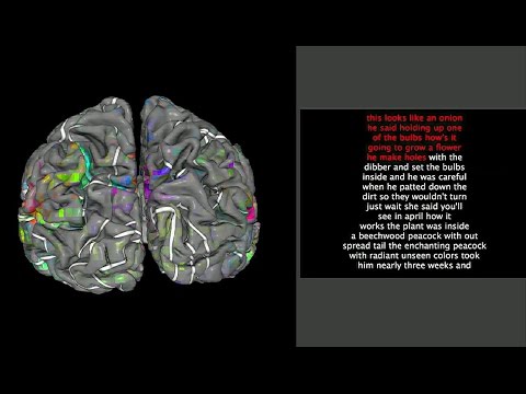 Neuroimaging reveals detailed semantic maps across human cerebral ...