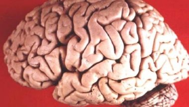 Our Mind is Not a Blank Slate