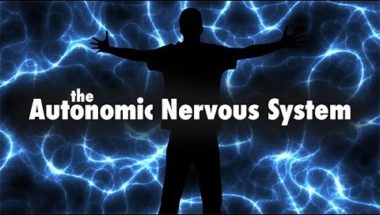 The Autonomic Nervous System