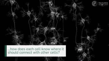 Visualization of newly formed synapses with unprecedented resolution