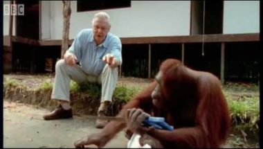 David Attenborough: Amazing DIY Orangutans