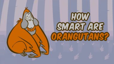 How smart are orangutans?