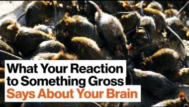Kathleen McAuliffe: The Psychology (and Politics) of Disgust