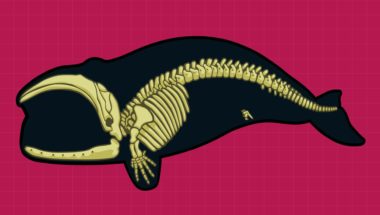 What is the Evidence for Evolution?