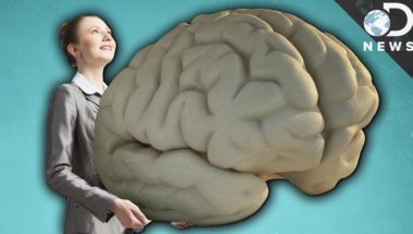 Why Do Humans Have Such Big Brains?
