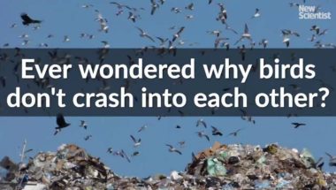 Ever wondered why birds don't crash into each other?