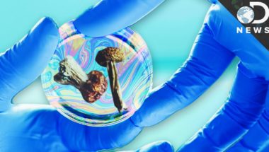 Should We Legalize Psychedelics For Science?