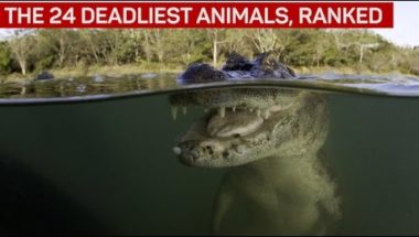 The 24 deadliest animals, ranked