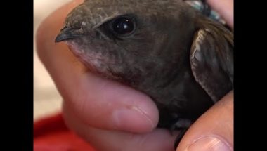 Swifts set record by flying 10 months non-stop