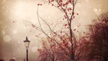The Cinematic Orchestra -  Arrival of the Birds & Transformation