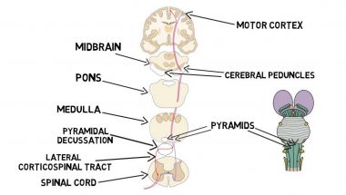 2-Minute Neuroscience: Corticospinal Tract