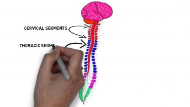 2-Minute Neuroscience: Exterior of the Spinal Cord