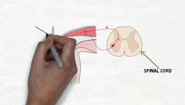 2-Minute Neuroscience: Knee-jerk Reflex