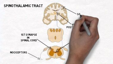 2-Minute Neuroscience: Pain and the Anterolateral System