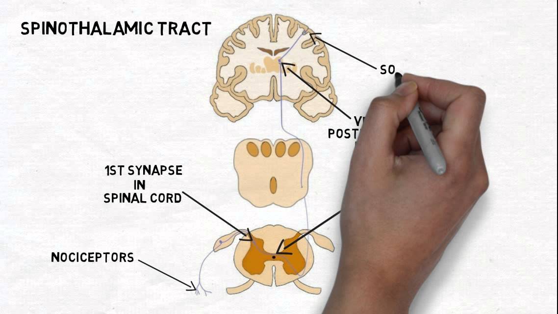 2-Minute Neuroscience: Pain and the Anterolateral System - The Mind Voyager