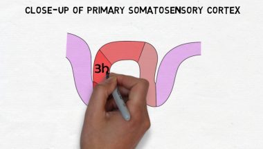 2-Minute Neuroscience: Primary Somatosensory Cortex